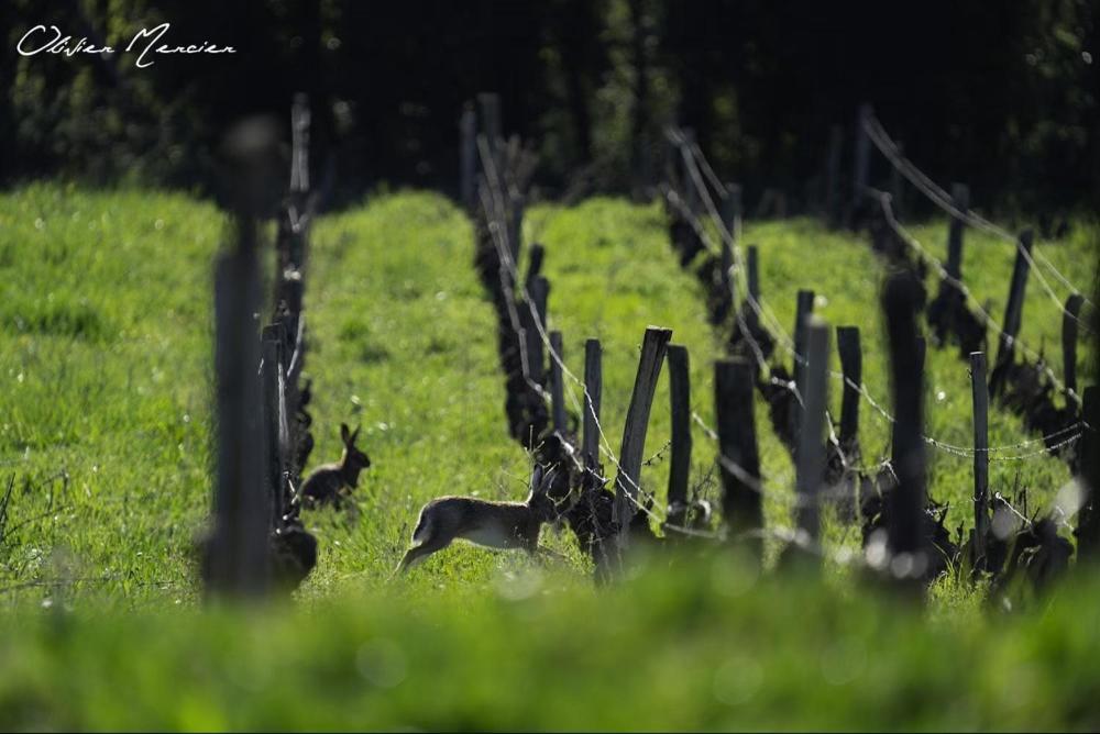 Domaine De Montclair Pommiers (Rhone) Exterior foto